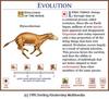 Horse Evolution 1