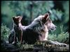 [National Geographic Wallpaper] Gray Wolf and cub (회색늑대)
