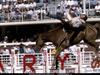 [National Geographic Wallpaper] Rodeo Horse (로데오)