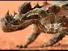 [National Geographic Wallpaper] Thorny Devil (가시도마뱀)