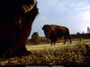 [National Geographic Wallpaper] American Bison (아메리카들소)