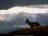 [National Geographic Wallpaper] Pronghorn Antelope (가지뿔영양)