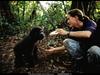 [National Geographic Wallpaper] Gorilla infant (아기 고릴라)