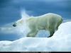 [National Geographic Wallpaper] Polar Bear (북극곰)