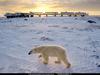 [National Geographic Wallpaper] Polar Bear (북극곰)