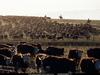 [National Geographic Wallpaper] Cattle herd (소떼)