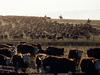 [National Geographic Wallpaper] Cattle herd (소떼)