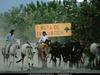 [National Geographic Wallpaper] Mexican Cattle herd (멕시코 소떼)