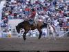 [National Geographic Wallpaper] Rodeo Horse (로데오)