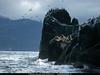 [National Geographic Wallpaper] Gulls, Cormorants, Sea Lions (갈매기, 가마우지, 물범)