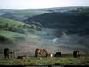 [National Geographic Wallpaper] Horses (영국의 말)