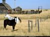 [National Geographic Wallpaper] Horses (미국의 말)