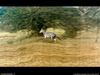 [National Geographic Wallpaper] Zebra (얼룩말)
