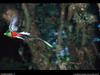 [National Geographic Wallpaper] Quetzal (퀘찰)