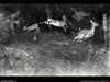 [National Geographic Wallpaper] Deer (놀란 사슴)