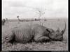 [National Geographic Wallpaper] Black Rhinoceros (검은코뿔소)