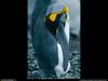 [National Geographic Wallpaper] King Penguin (임금펭귄)