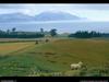 [National Geographic Wallpaper] Sheep (뉴질랜드 면양)
