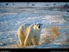 [National Geographic Wallpaper] Polar Bear (북극곰)