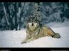 [National Geographic Wallpaper] Gray Wolf (회색늑대)
