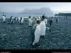 [National Geographic Wallpaper] King Penguin (임금펭귄)