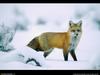 [National Geographic Wallpaper] Red Fox (붉은여우)