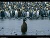 [National Geographic Wallpaper] King Penguin (임금펭귄)