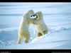 [National Geographic Wallpaper] Polar Bear (북극곰)