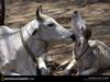 [National Geographic Wallpaper] Zebu Cattle (인도소)