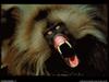 [National Geographic Wallpaper] Gelada Baboon (겔라다개코원숭이)