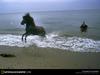 [National Geographic Wallpaper] Horse (아이스랜드의 말)