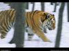 [National Geographic Wallpaper] Siberian Tiger (시베리아호랑이)