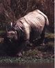 Indian Rhinoceros (Rhinoceros unicornis)