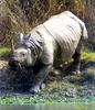 Indian Rhinoceros (Rhinoceros unicornis)