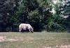 Indian Rhinoceros (Rhinoceros unicornis)