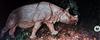 Javan Rhinoceros (Rhinoceros sondaicus)
