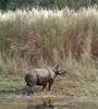 Javan Rhinoceros (Rhinoceros sondaicus)