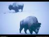 [National Geographic Wallpaper] American Bison (아메리카들소)