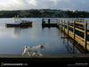 [National Geographic Wallpaper] Terrier dog (개, 테리어 품종)