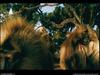 [National Geographic Wallpaper] Gelada Baboon (겔라다개코원숭이)