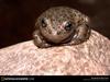 [National Geographic Wallpaper] Canyon Treefrog (유타회색청개구리)
