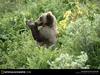 [National Geographic Wallpaper] Grizzly Bear (회색곰)
