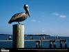 [National Geographic Wallpaper] Brown Pelican (갈색사다새)