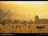 [National Geographic Wallpaper] Sheep herd (호주의 양떼)