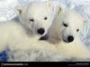 [National Geographic Wallpaper] Polar Bear twin cubs (북극곰 쌍동이)