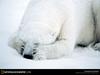 [National Geographic Wallpaper] Polar Bear (북극곰)