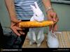 [National Geographic Wallpaper] White Rabbit (흰토끼)