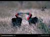 [National Geographic Wallpaper] Southern Ground Hornbill (아프리카코뿔새)
