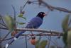 Formosan Blue Magpie (Urocissa caerulea)