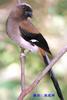 Grey Treepie (Dendrocitta formosae)